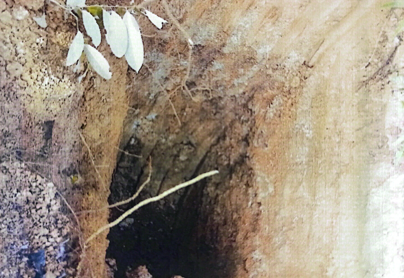 GOLD MINE AU Leasehold Land @ Kuala Krai, Kelantan 