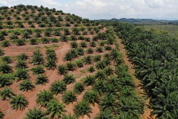 53 Acres Agriculture land for sell at Jalan Sungai Udang