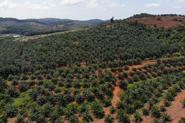 53 Acres Agriculture land for sell at Jalan Sungai Udang