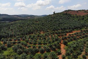 53 Acres Agriculture land for sell at Jalan Sungai Udang