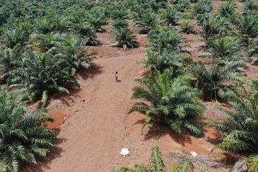 53 Acres Agriculture land for sell at Jalan Sungai Udang