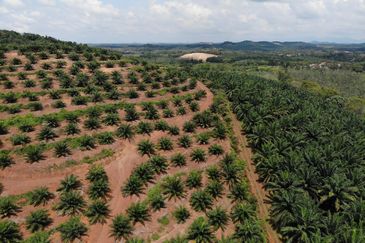 53 Acres Agriculture land for sell at Jalan Sungai Udang