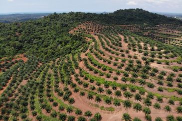 53 Acres Agriculture land for sell at Jalan Sungai Udang