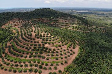 53 Acres Agriculture land for sell at Jalan Sungai Udang