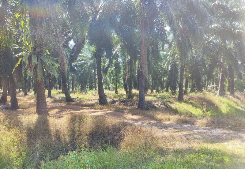 Telok Mengkuang Industrial