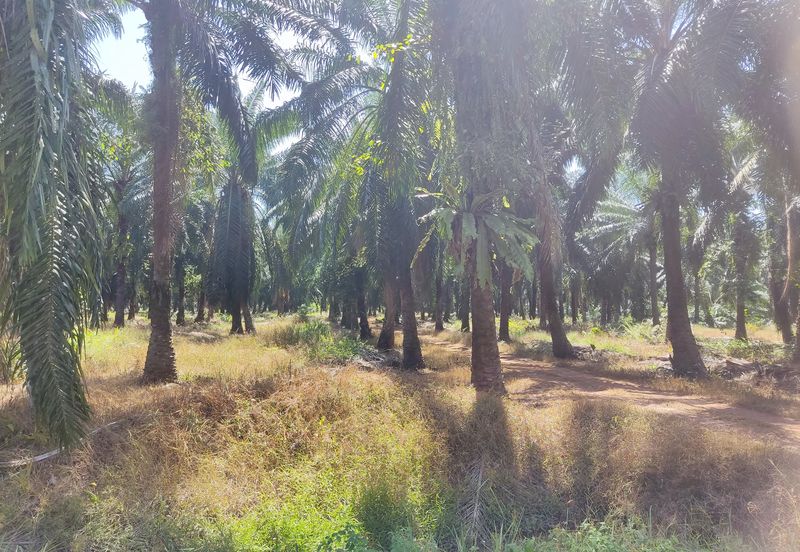 Telok Mengkuang Industrial