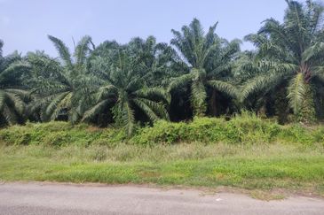 Agriculture land for Sale