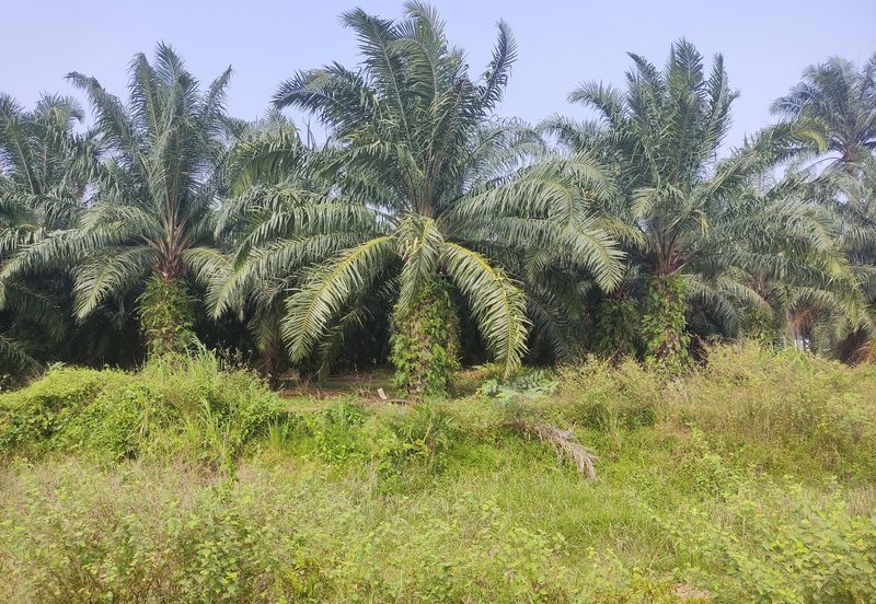 Telok Panglima Garang Industrial land for Sale