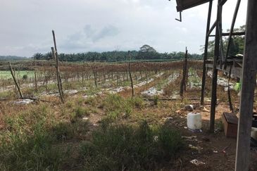 5 Ekar Tanah Pertanian Alor Gajah, Melaka for Sale | NEAR AMENITIES, NEAR MAIN ROAD LEBUH AMJ