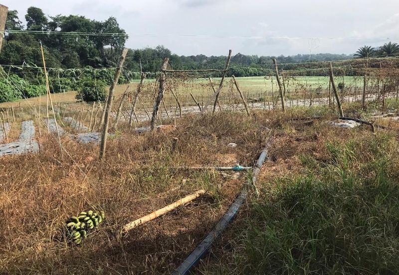 5 Ekar Tanah Pertanian Alor Gajah, Melaka for Sale | NEAR AMENITIES, NEAR MAIN ROAD LEBUH AMJ