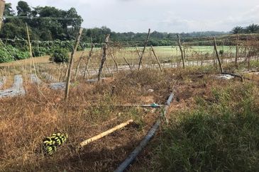 5 Ekar Tanah Pertanian Alor Gajah, Melaka for Sale | NEAR AMENITIES, NEAR MAIN ROAD LEBUH AMJ