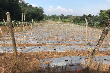 5 Ekar Tanah Pertanian Alor Gajah, Melaka for Sale | NEAR AMENITIES, NEAR MAIN ROAD LEBUH AMJ