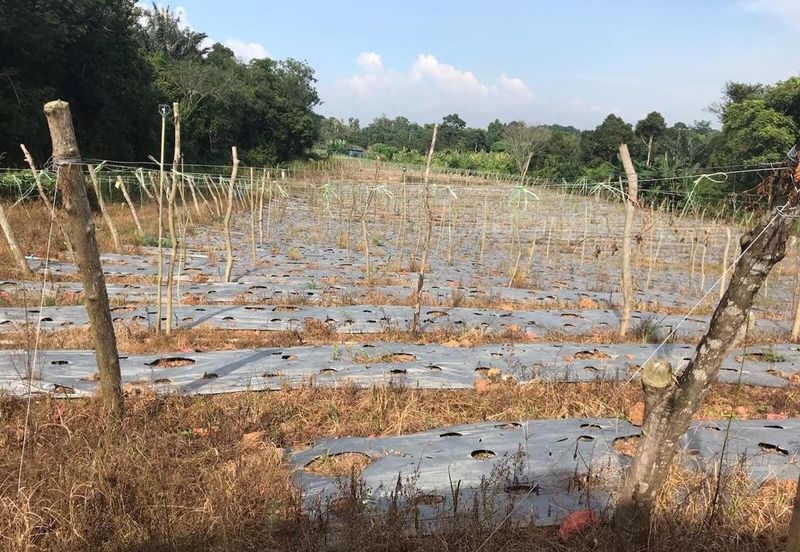 5 Ekar Tanah Pertanian Alor Gajah, Melaka for Sale | NEAR AMENITIES, NEAR MAIN ROAD LEBUH AMJ