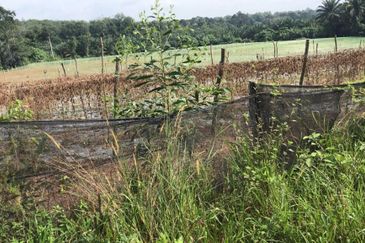 5 Ekar Tanah Pertanian Alor Gajah, Melaka for Sale | NEAR AMENITIES, NEAR MAIN ROAD LEBUH AMJ