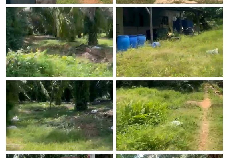 Kampung Sungai Ayer Hitam, Linggi Agricultural Land for Sale | 3 Ekat Tanah Kelapa Sawit Bersama Ladang Fidlot