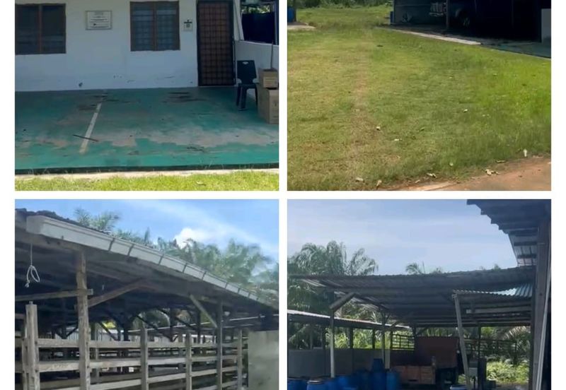 Kampung Sungai Ayer Hitam, Linggi Agricultural Land for Sale | 3 Ekat Tanah Kelapa Sawit Bersama Ladang Fidlot