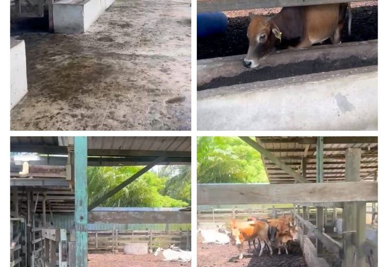 Kampung Sungai Ayer Hitam, Linggi Agricultural Land for Sale | 3 Ekat Tanah Kelapa Sawit Bersama Ladang Fidlot