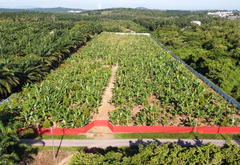 🔥🔥 Black thorn durian farm Kg Segenting Port Dickson Opposite Lexus Hibiscus 🔥🔥