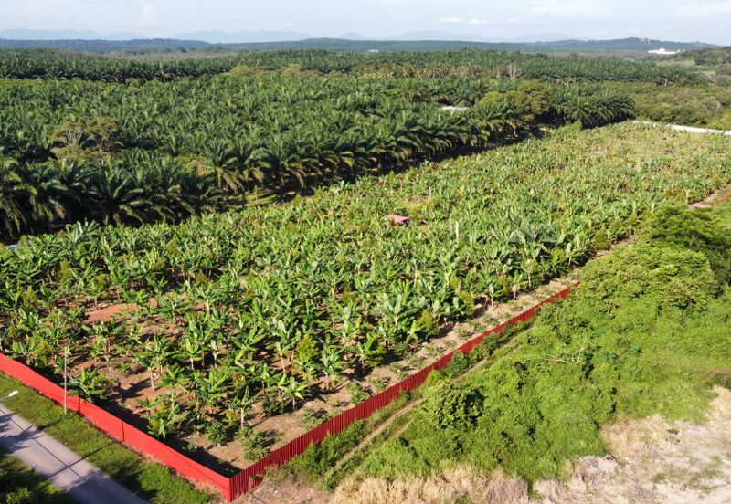 🔥🔥 Black thorn durian farm Kg Segenting Port Dickson Opposite Lexus Hibiscus 🔥🔥