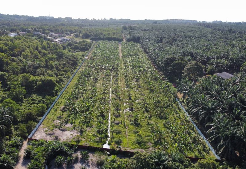 🔥🔥 Black thorn durian farm Kg Segenting Port Dickson Opposite Lexus Hibiscus 🔥🔥