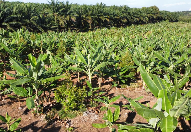 🔥🔥 Black thorn durian farm Kg Segenting Port Dickson Opposite Lexus Hibiscus 🔥🔥