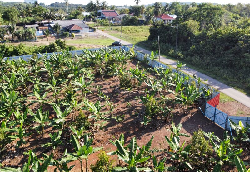 🔥🔥 Black thorn durian farm Kg Segenting Port Dickson Opposite Lexus Hibiscus 🔥🔥