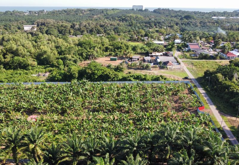 🔥🔥 Black thorn durian farm Kg Segenting Port Dickson Opposite Lexus Hibiscus 🔥🔥