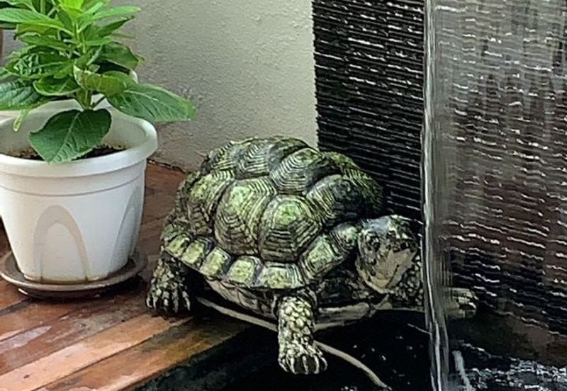 Lukisan @ Alam Impian