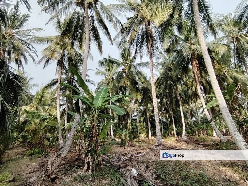 Tanah Pertanian Sekendi, Selangor, Sabak Bernam