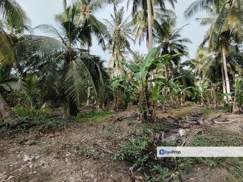 Tanah Pertanian Sekendi, Selangor, Sabak Bernam