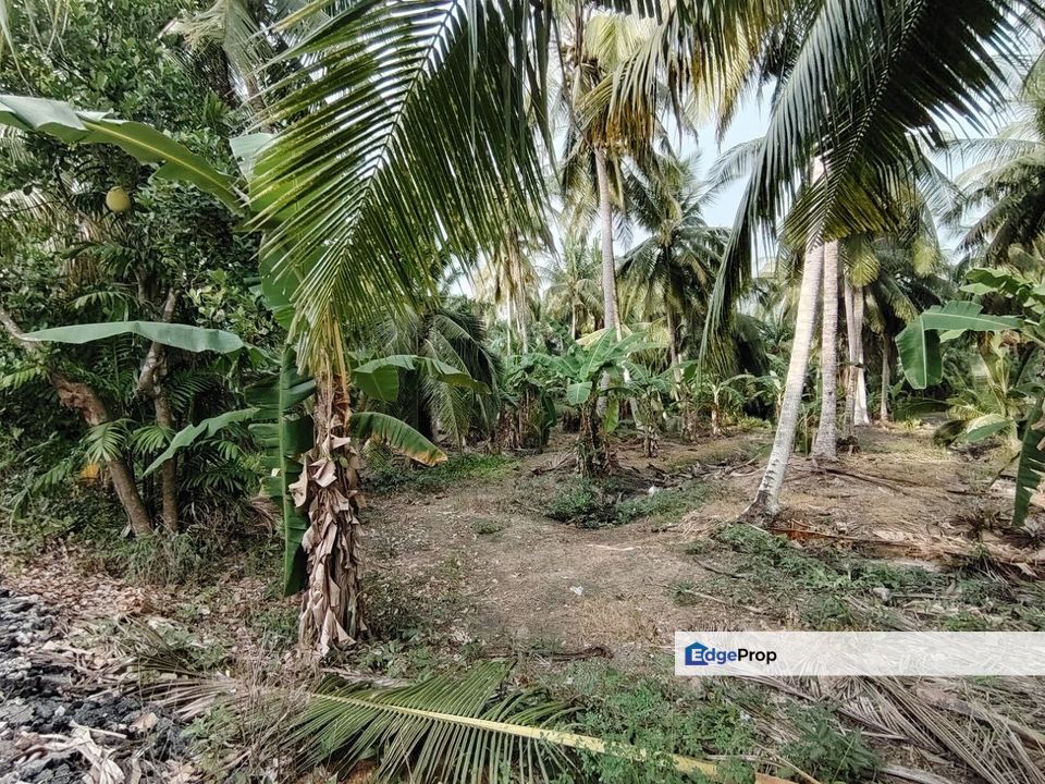 Tanah Pertanian Sekendi, Selangor, Sabak Bernam