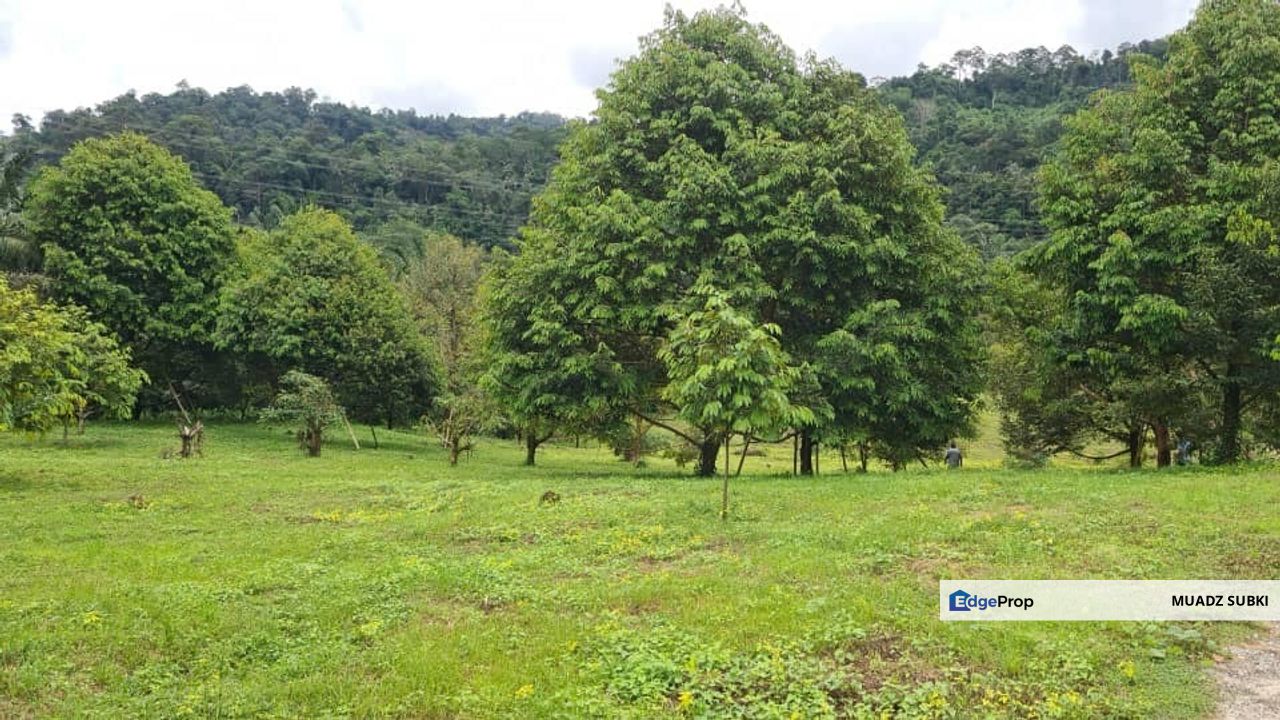 Tanah Dusun Durian Kelapa Sawit Cameron Highland Pahang 550 ekar Freehold Ada Anak Sungai, Pahang, Cameron Highlands