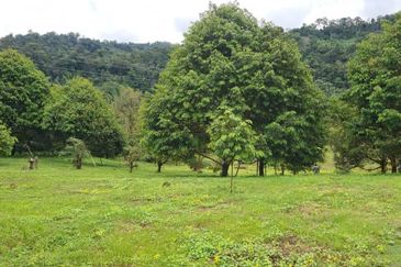 Tanah Dusun Durian Kelapa Sawit Cameron Highland Pahang 550 ekar Freehold Ada Anak Sungai