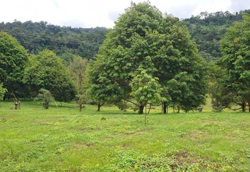 Tanah Dusun Durian Kelapa Sawit Cameron Highland Pahang 550 ekar Freehold Ada Anak Sungai
