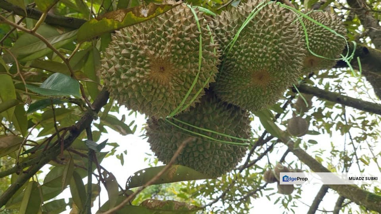 Tanah Dusun Durian Kelapa Sawit Cameron Highland Pahang 550 ekar Freehold Ada Anak Sungai, Pahang, Cameron Highlands