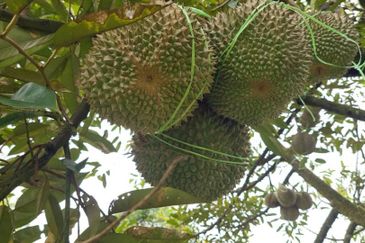 Tanah Dusun Durian Kelapa Sawit Cameron Highland Pahang 550 ekar Freehold Ada Anak Sungai