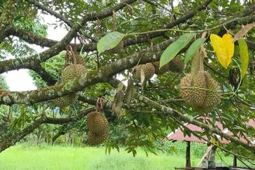 Tanah Dusun Durian Kelapa Sawit Cameron Highland Pahang 550 ekar Freehold Ada Anak Sungai