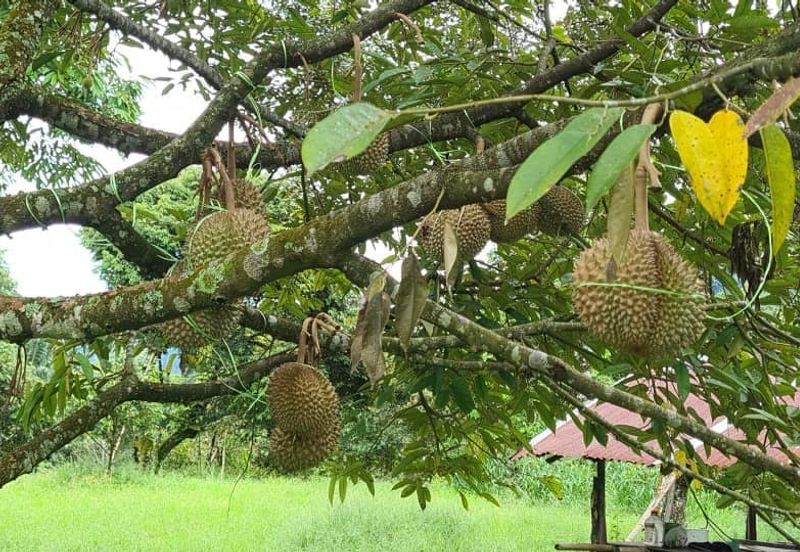 Tanah Dusun Durian Kelapa Sawit Cameron Highland Pahang 550 ekar Freehold Ada Anak Sungai