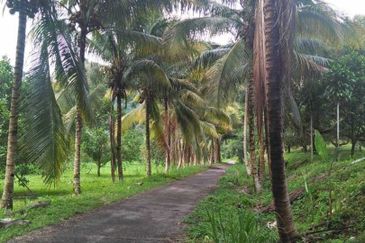 Tanah Dusun Durian Kelapa Sawit Cameron Highland Pahang 550 ekar Freehold Ada Anak Sungai