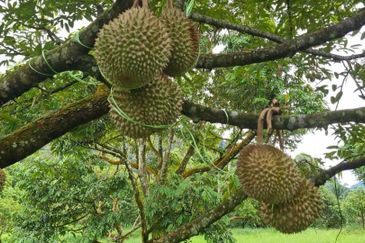 Tanah Dusun Durian Kelapa Sawit Cameron Highland Pahang 550 ekar Freehold Ada Anak Sungai