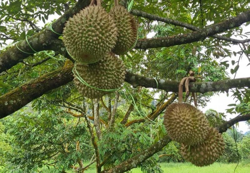 Tanah Dusun Durian Kelapa Sawit Cameron Highland Pahang 550 ekar Freehold Ada Anak Sungai