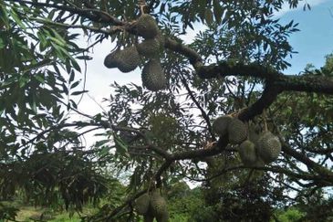 Tanah Dusun Durian Kelapa Sawit Cameron Highland Pahang 550 ekar Freehold Ada Anak Sungai