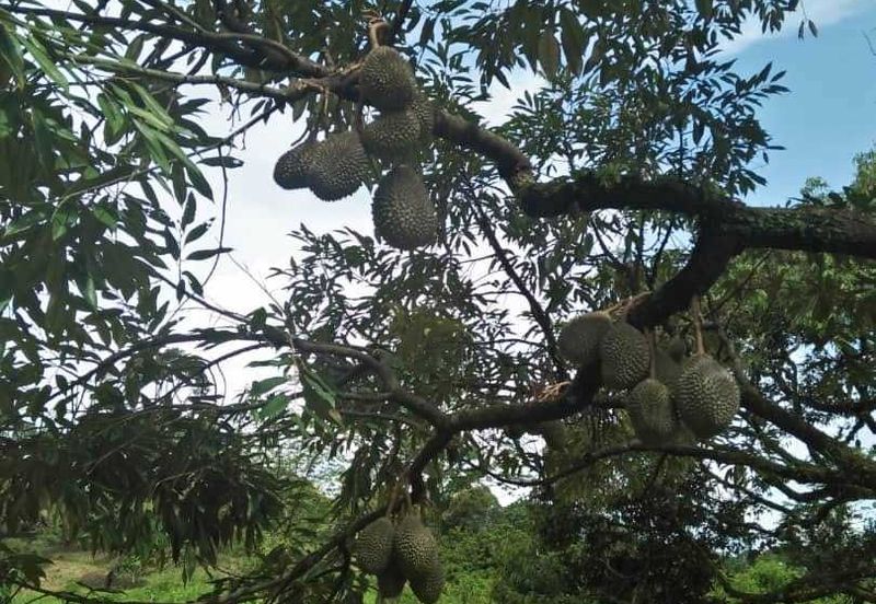 Tanah Dusun Durian Kelapa Sawit Cameron Highland Pahang 550 ekar Freehold Ada Anak Sungai