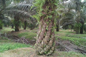 Tanah Dusun Durian Kelapa Sawit Cameron Highland Pahang 550 ekar Freehold Ada Anak Sungai