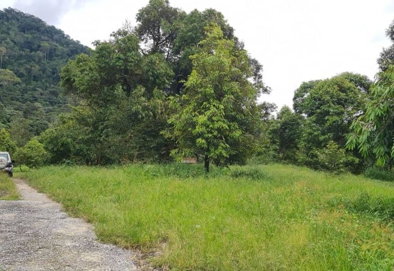 Tanah Dusun Durian Kelapa Sawit Cameron Highland Pahang 550 ekar Freehold Ada Anak Sungai