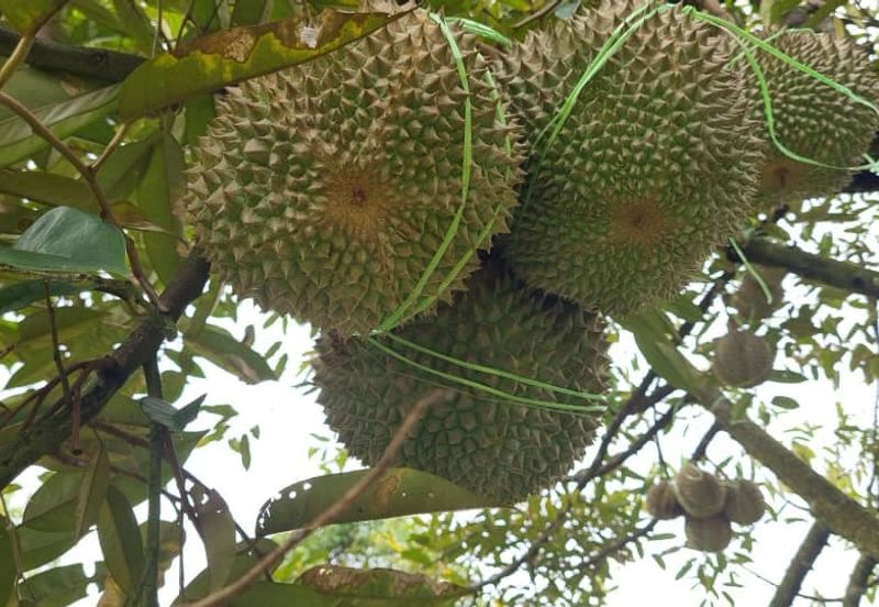 Tanah Dusun Durian Kelapa Sawit Cameron Highland Pahang 550 ekar Freehold Ada Anak Sungai