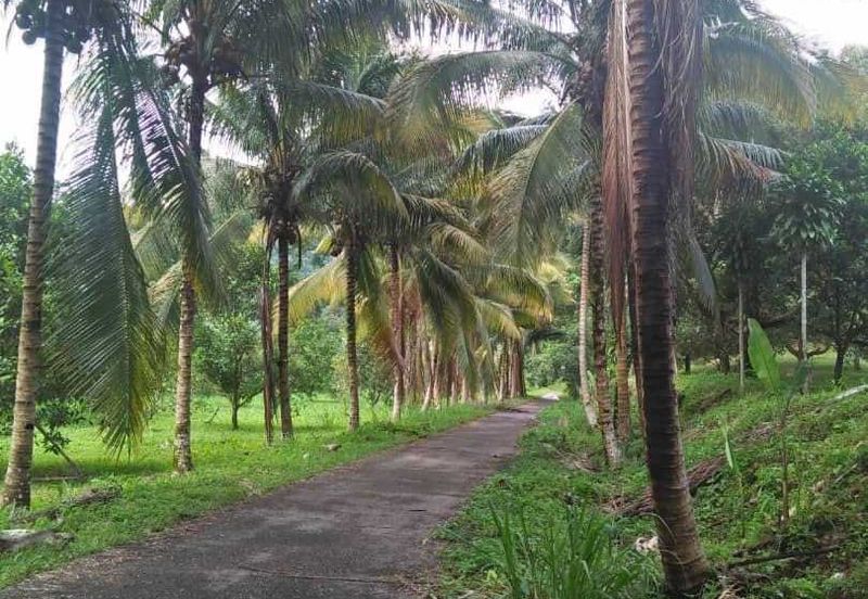 Tanah Dusun Durian Kelapa Sawit Cameron Highland Pahang 550 ekar Freehold Ada Anak Sungai