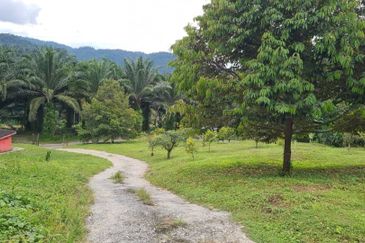 Tanah Dusun Durian Kelapa Sawit Cameron Highland Pahang 550 ekar Freehold Ada Anak Sungai