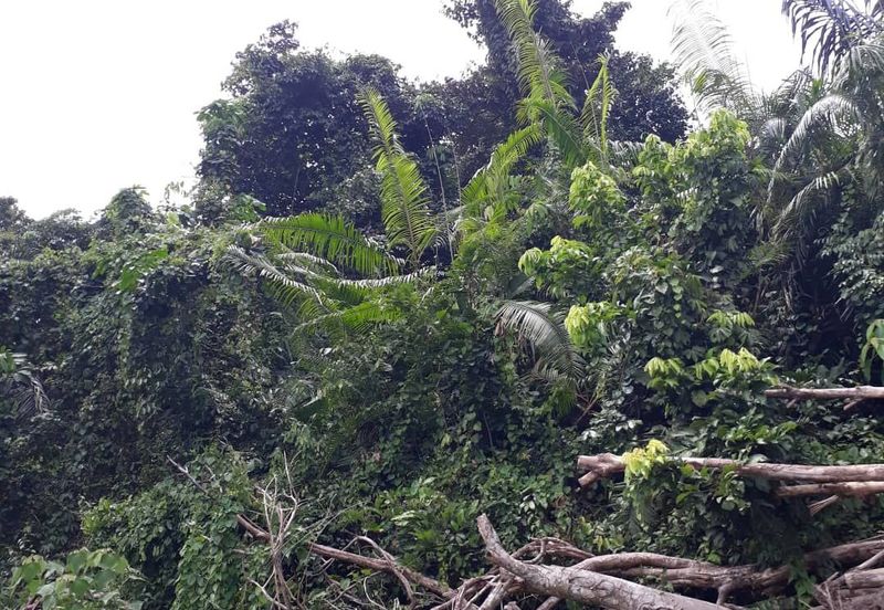 Avens Residence @ Southville City