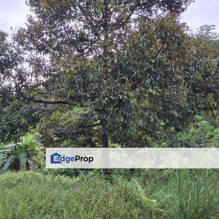 4.9ekar Tanah Pertanian Sega Raub Geran 1 nama , Pahang, Raub